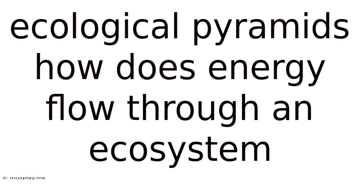 Ecological Pyramids How Does Energy Flow Through An Ecosystem