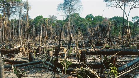 Effects Of Forestry On The Environment