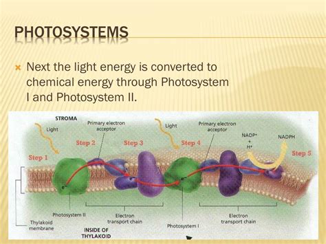 Energized Electrons Leave Photosystem I And Are Used To Reduce