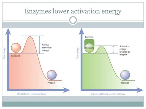 Enzymes Decrease The Activation Energy Of A Reaction By