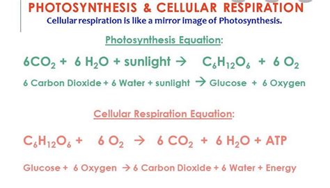 Equations For Cellular Respiration And Photosynthesis