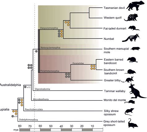 Evolutionary Tree Of Monotremes And Marsupials