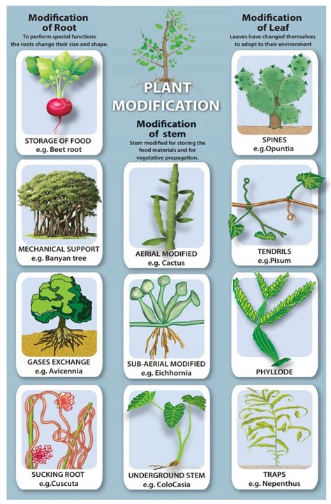 Examples Of Modified Stem Of A Plant