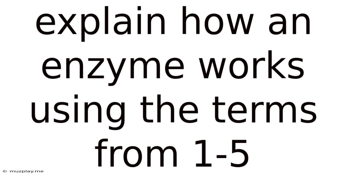 Explain How An Enzyme Works Using The Terms From 1-5
