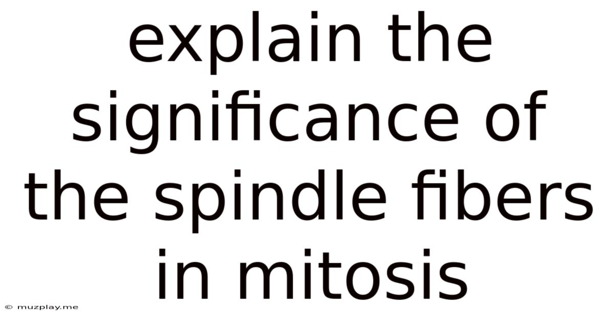 Explain The Significance Of The Spindle Fibers In Mitosis