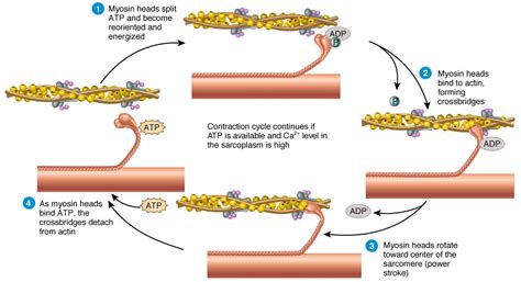 Explain The Sliding Filament Theory Of Muscle Contraction