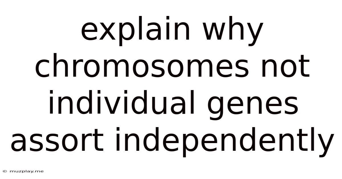 Explain Why Chromosomes Not Individual Genes Assort Independently