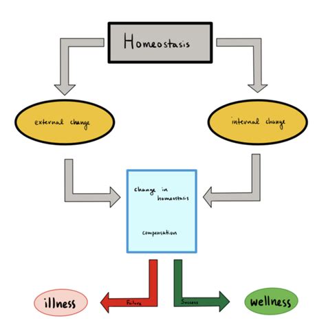 Failure Of Homeostatic Regulation In The Body Results In