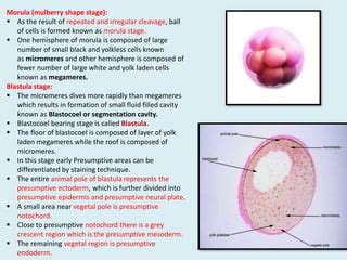 Features Of Blastula And Gastrula Of Frog Embryo