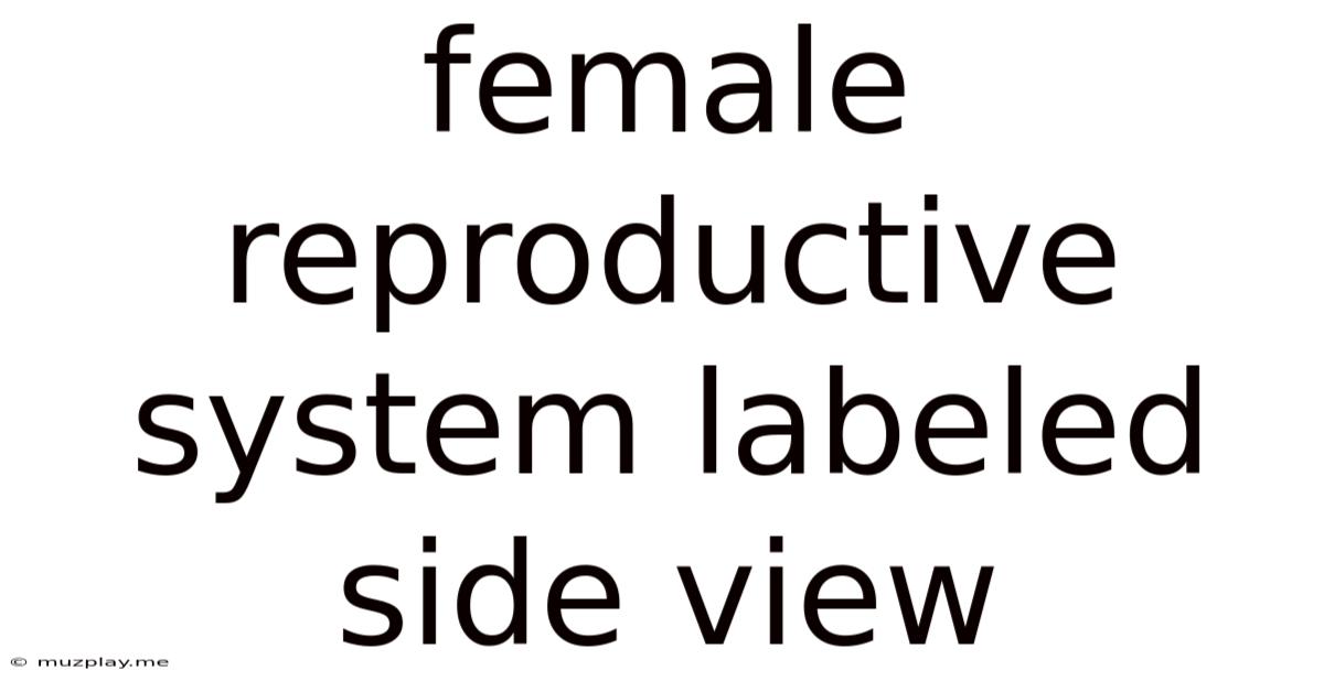 Female Reproductive System Labeled Side View
