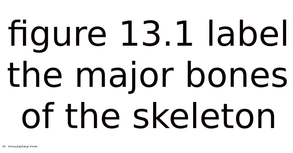 Figure 13.1 Label The Major Bones Of The Skeleton