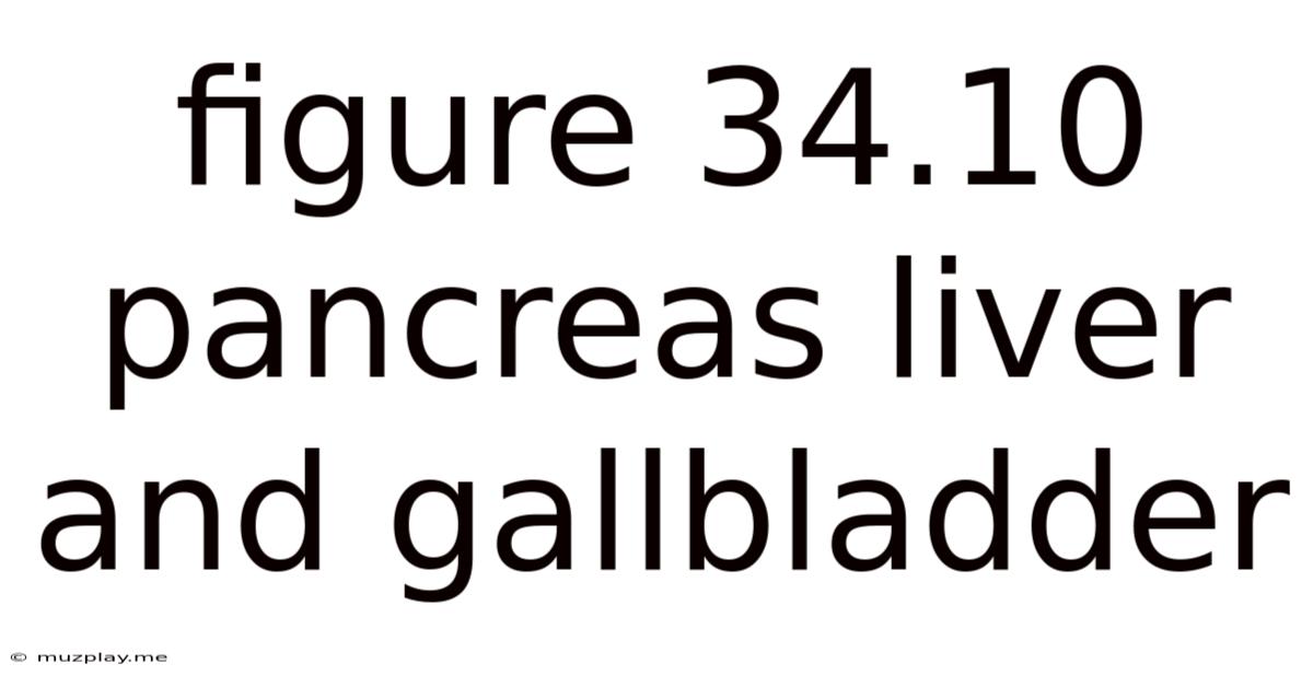 Figure 34.10 Pancreas Liver And Gallbladder