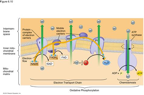 Final Acceptor Of Electrons In The Electron Transport Chain