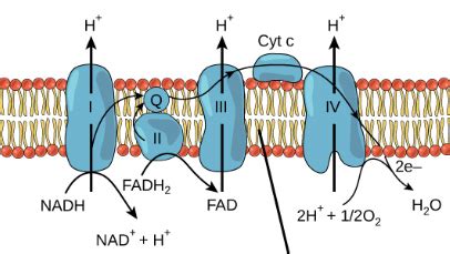 Final Electron Acceptor In Aerobic Respiration