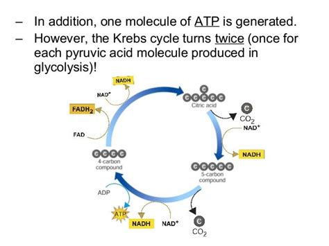 Final Electron Acceptor In Cellular Respiration