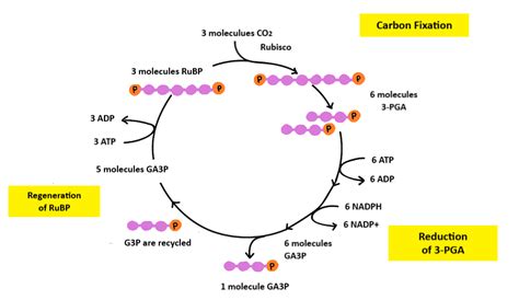 Final Product Of The Calvin Cycle