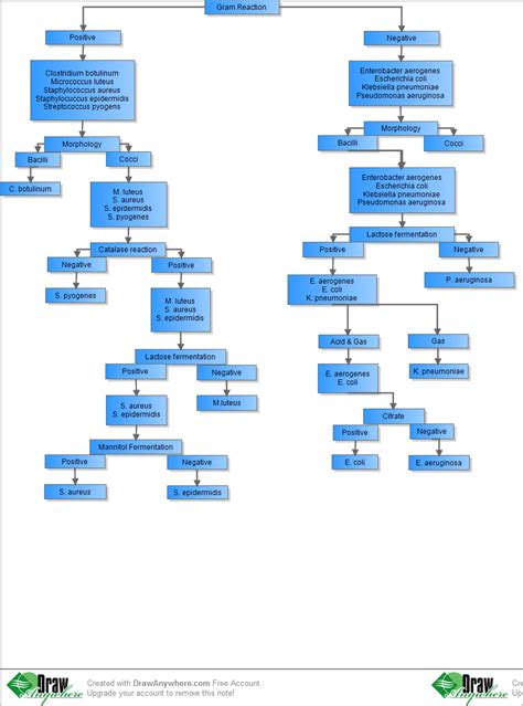 Flowchart For Identification Of Unknown Bacteria