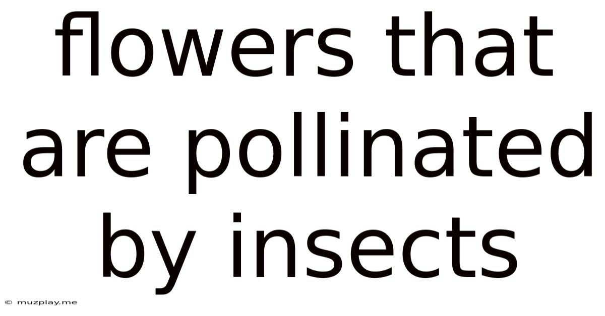 Flowers That Are Pollinated By Insects