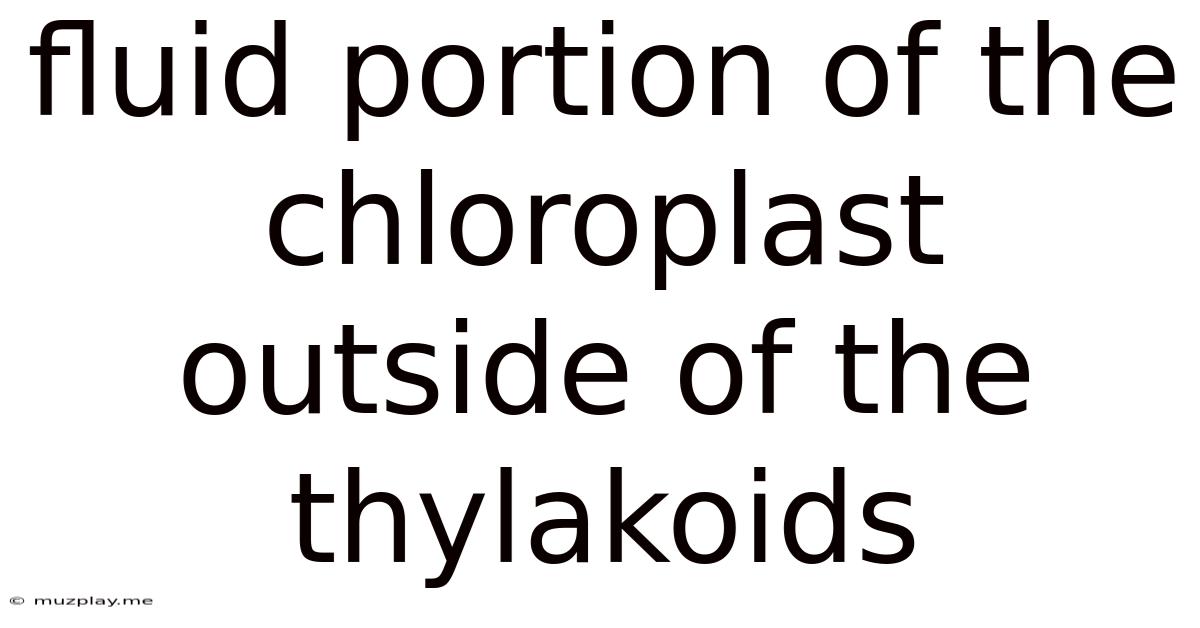 Fluid Portion Of The Chloroplast Outside Of The Thylakoids