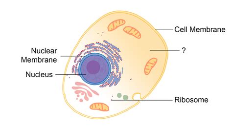 Fluid Pressure Against A Wall Or Cell Membranes Is Called