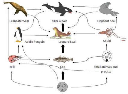 Food Chain Of A Killer Whale