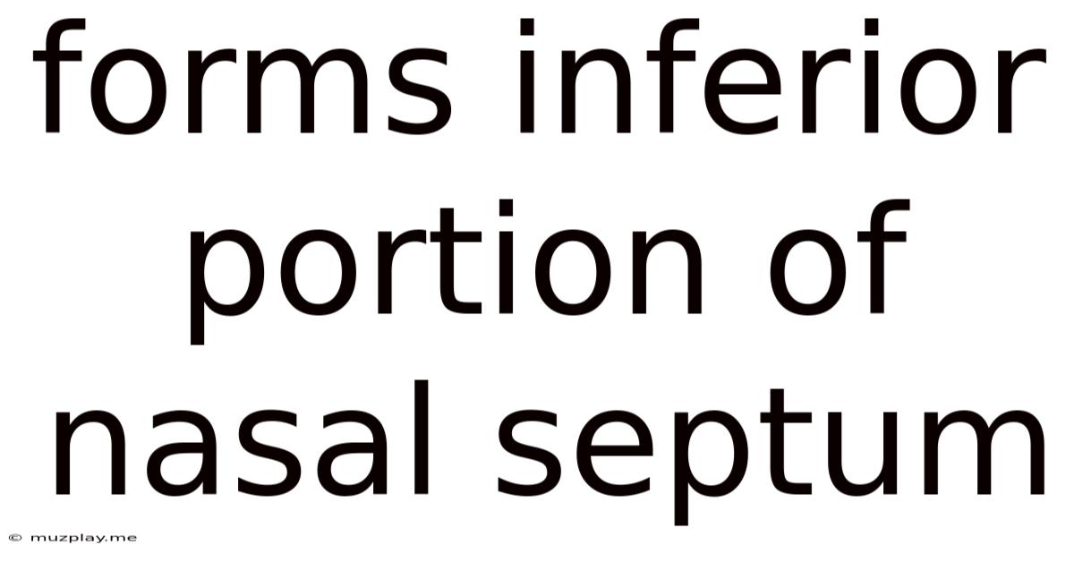 Forms Inferior Portion Of Nasal Septum