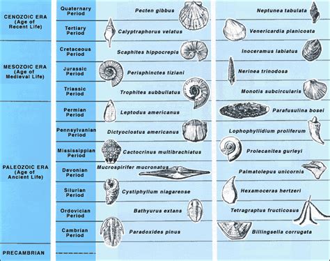 Fossils That Are Most Useful For Correlation Tend To Be: