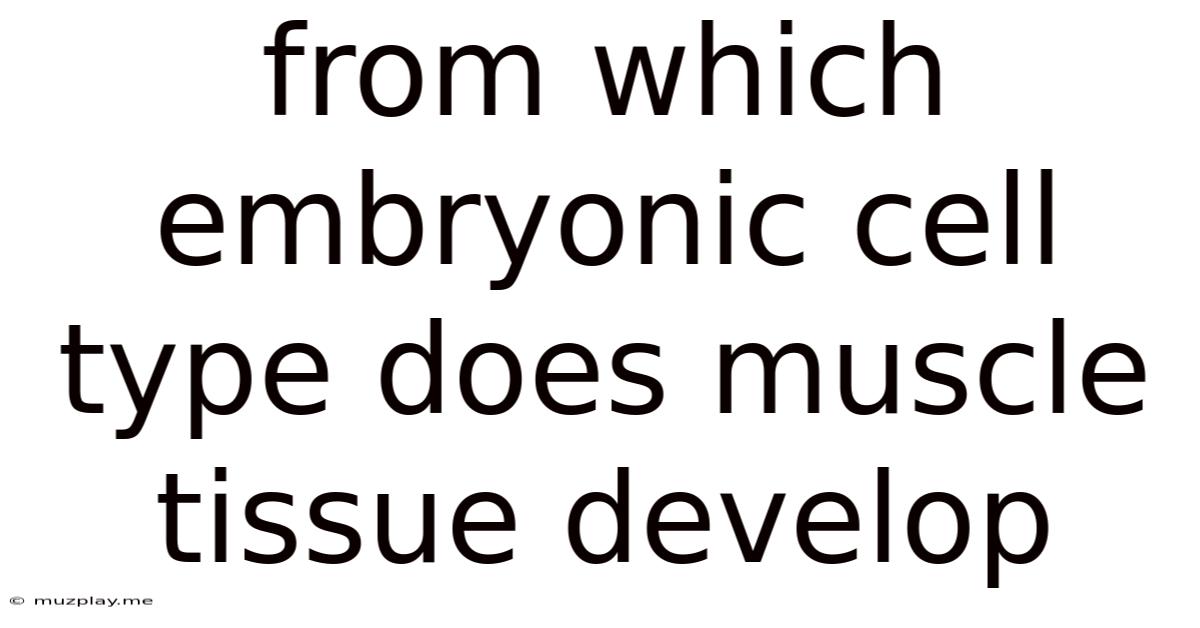 From Which Embryonic Cell Type Does Muscle Tissue Develop