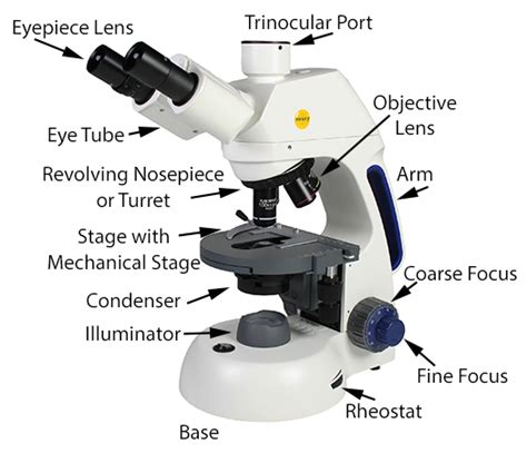 Function Of A Stage On A Microscope