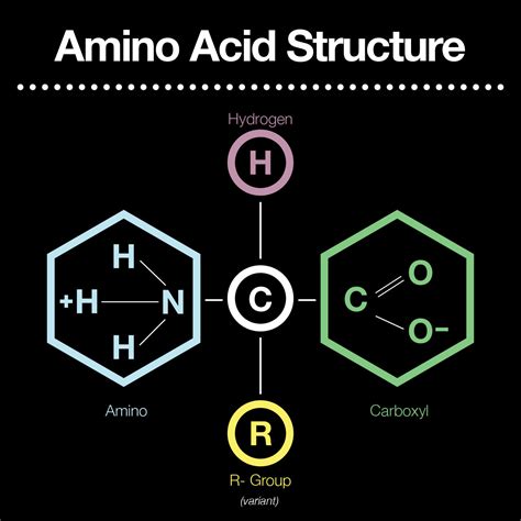 Functional Groups Common To All Amino Acids