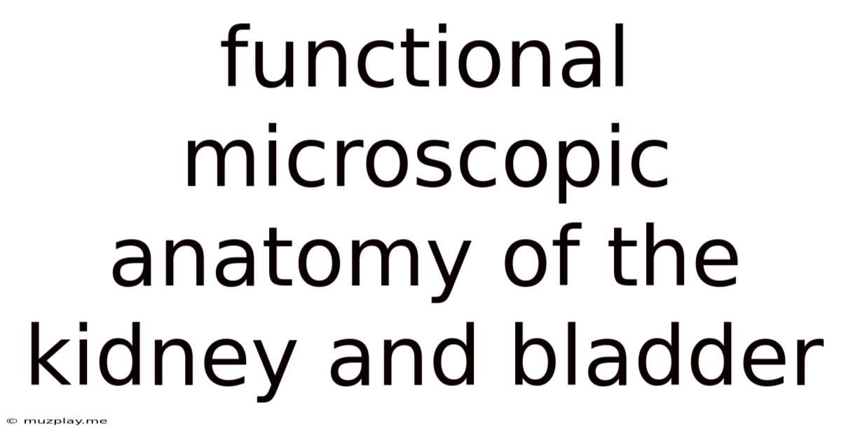 Functional Microscopic Anatomy Of The Kidney And Bladder