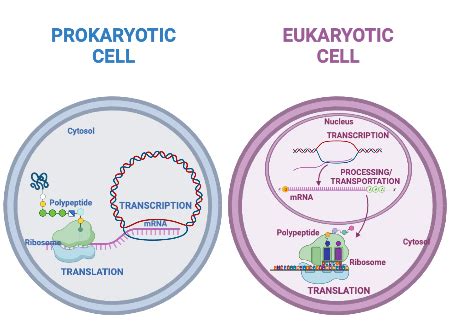 Gene Regulation In Eukaryotes Vs Prokaryotes