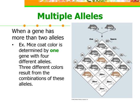 Gene That Has More Than Two Alleles