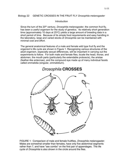 Genetic Crosses That Involve 2 Traits Fruit Flies Answer Key