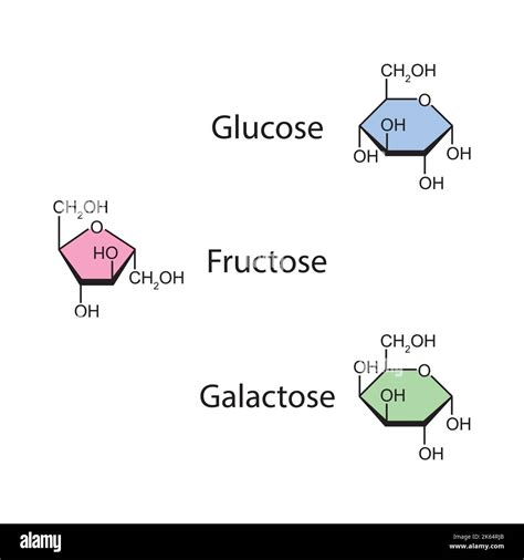 Glucose Fructose And Galactose Are Examples Of