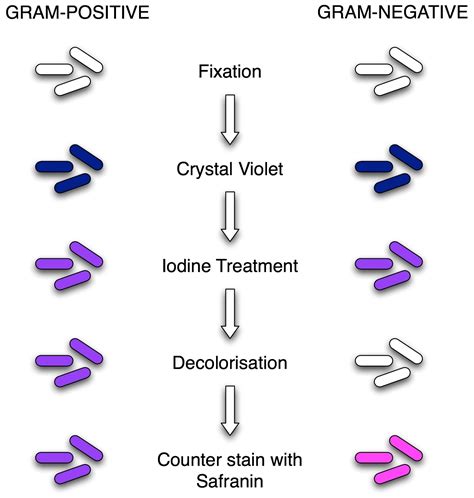 Gram Staining Is Classifies As A __