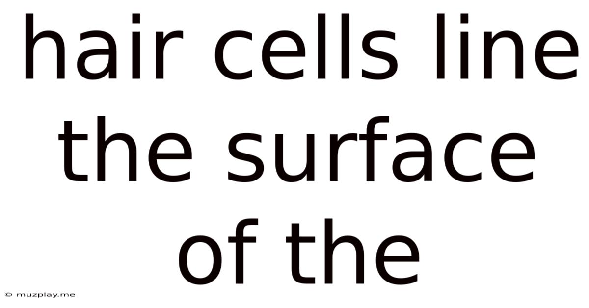 Hair Cells Line The Surface Of The