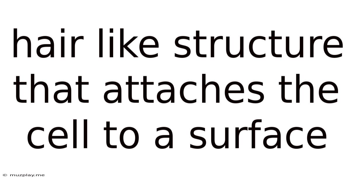 Hair Like Structure That Attaches The Cell To A Surface