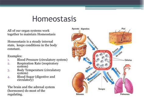 Homeostasis Is The Condition In Which The Body Maintains