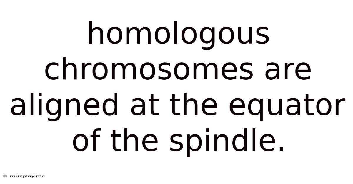 Homologous Chromosomes Are Aligned At The Equator Of The Spindle.