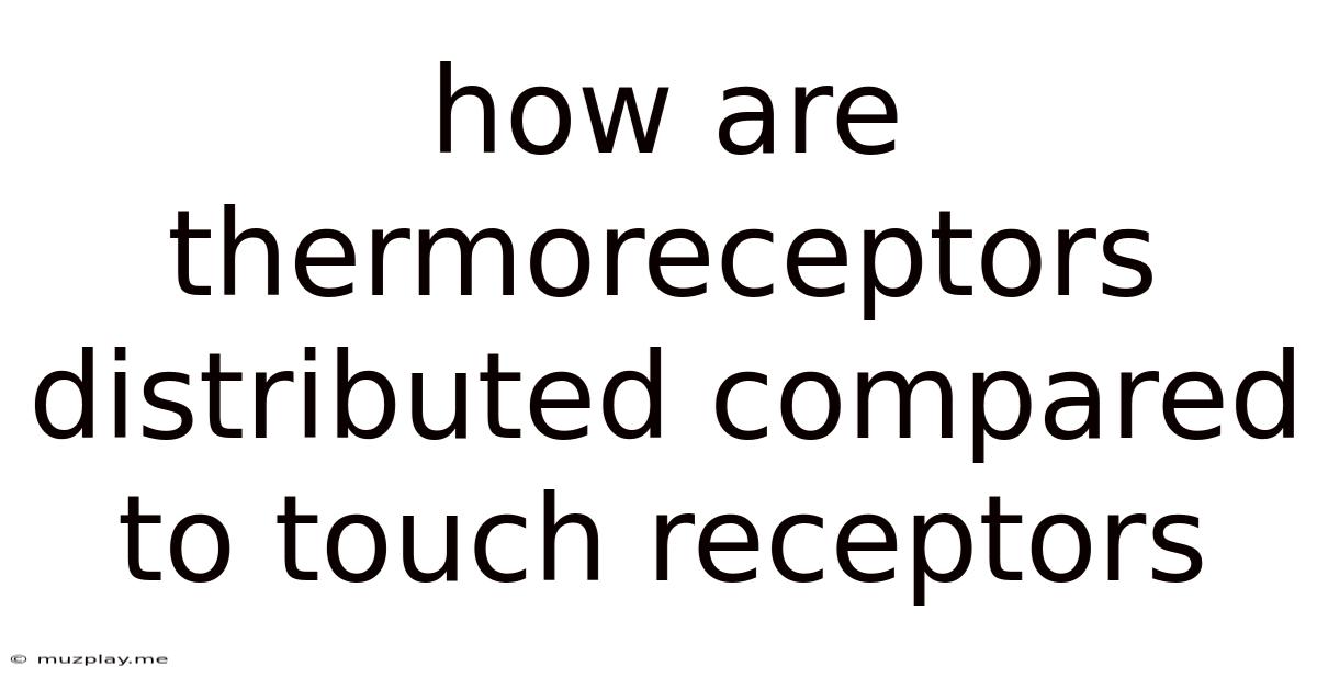 How Are Thermoreceptors Distributed Compared To Touch Receptors