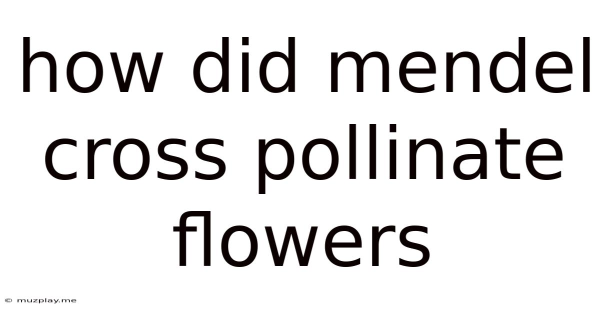 How Did Mendel Cross Pollinate Flowers
