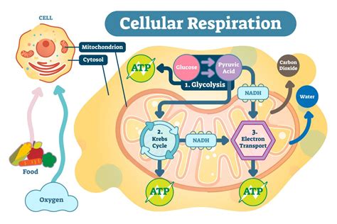 How Do Cells Capture The Energy Released By Cellular Respiration