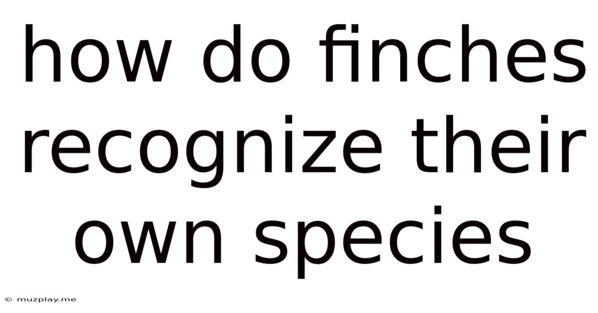 How Do Finches Recognize Their Own Species