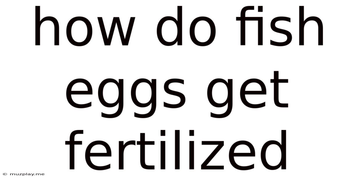 How Do Fish Eggs Get Fertilized