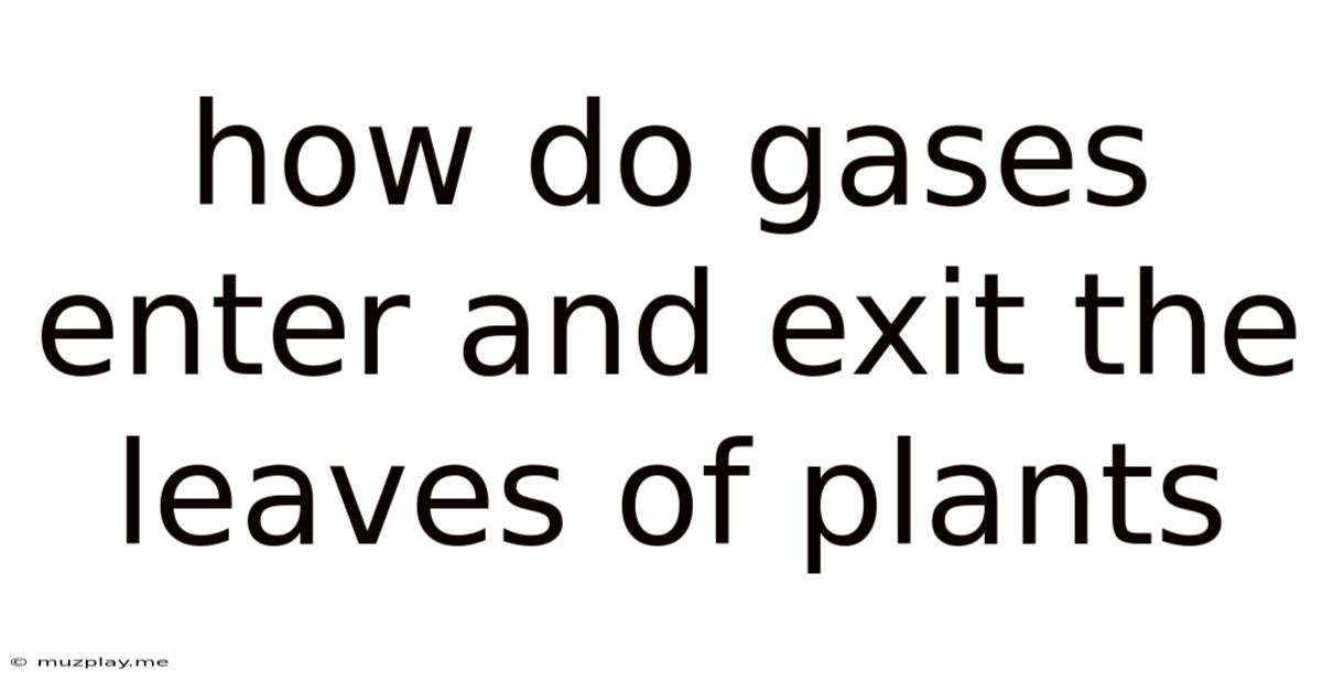 How Do Gases Enter And Exit The Leaves Of Plants