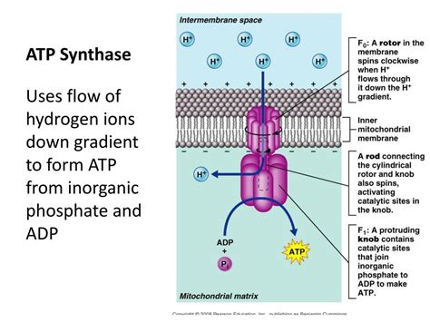 How Do Hydrogen Ions Flow Through Atp Synthase