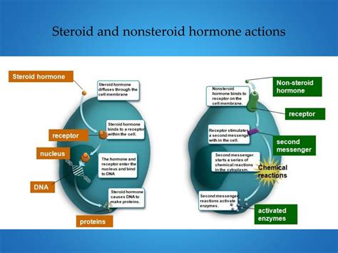 How Do Nonsteroid Hormones Differ From Steroid Hormones