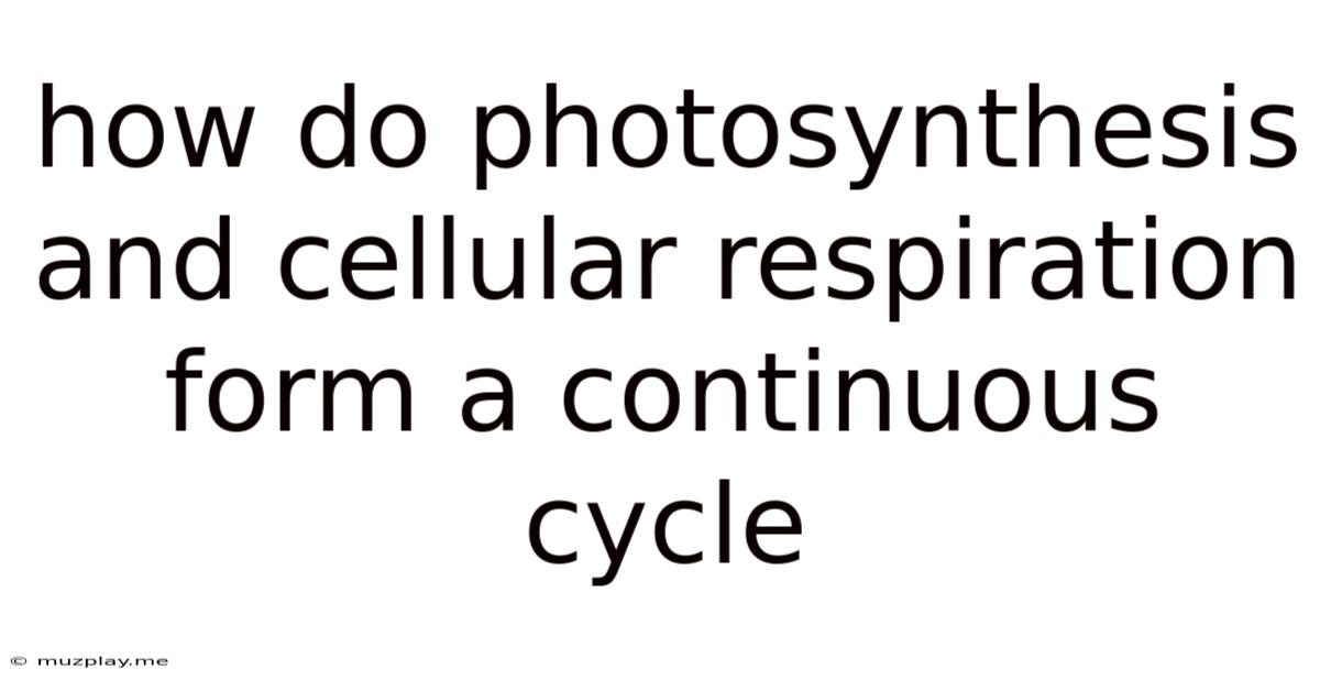 How Do Photosynthesis And Cellular Respiration Form A Continuous Cycle