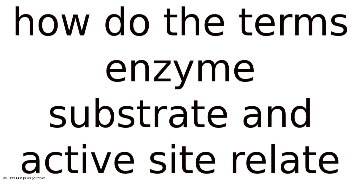 How Do The Terms Enzyme Substrate And Active Site Relate